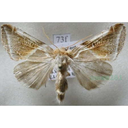 Habrosyne pyritoides (Hufnagel, 1766) Pluszówka agatka Czech73f